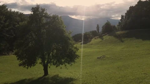 Tree in the middle of a meadow in the dolomites Stock Footage
