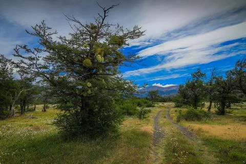 Tree in the middle of the meadow Stock Photos
