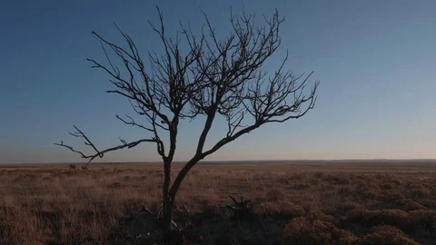 Tree in the Middle of nowhere Roy, NM Stock Footage 84154597