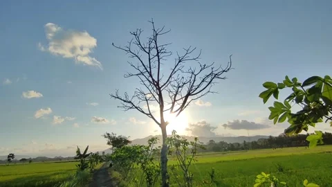 A tree in the middle of a paddy field Stock Footage 249726084