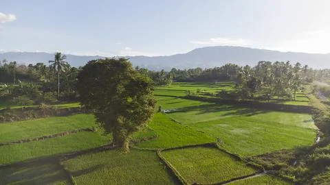 Tree in the middle of the paddy field Stock Photos