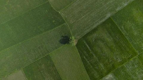 Tree in the middle of the paddy field Stock Photos