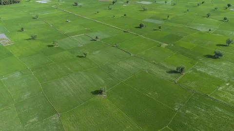 Tree in the middle of the paddy field Stock Photos