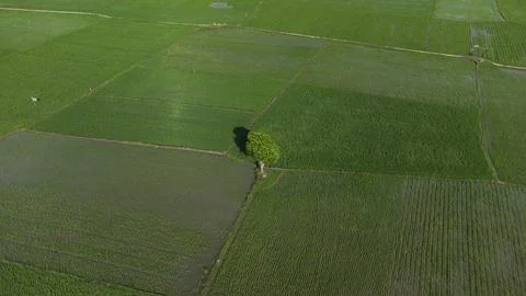 Tree in the middle of the paddy field Stock Photos