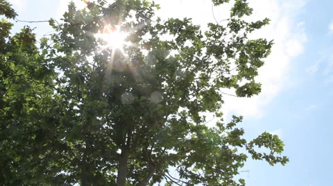 A tree in the middle of the park Stock Footage 40225414
