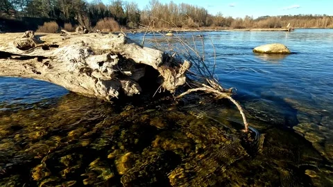 Tree in the middle of the river Stock Footage 260763664