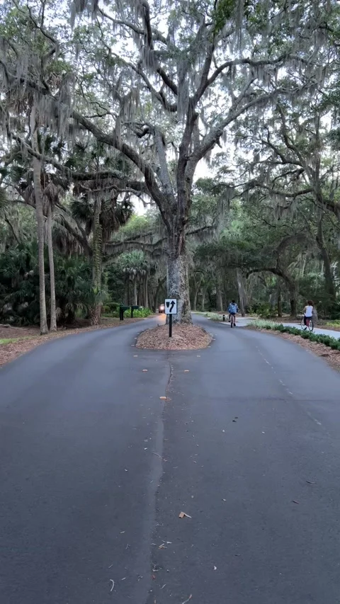 Tree In the middle of the road dividing it In half Stock Footage 196818978