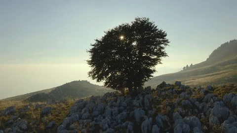 A tree in the middle of a rocky land at sunset 스톡 동영상 128800633