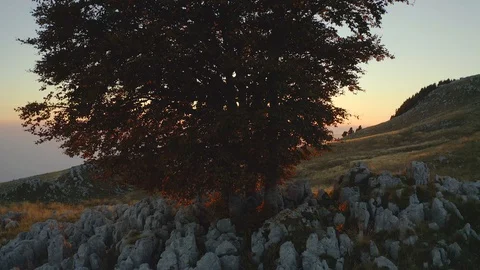 A tree in the middle of a rocky land at sunset 스톡 동영상 128801482