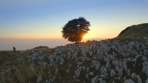 A tree in the middle of a rocky land at sunset Stock Footage 128802853