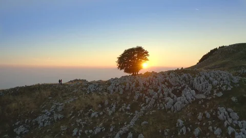 A tree in the middle of a rocky land at sunset Stock Footage 128802855