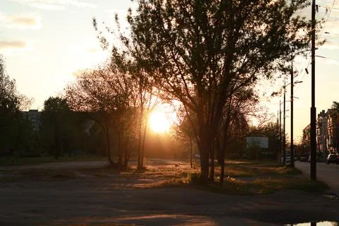 A tree in the middle of the street Foto stock