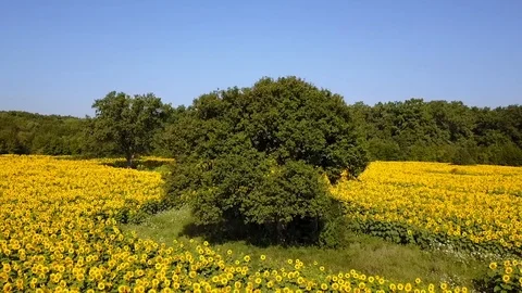 Tree in the middle of sunflower field leaving drone Stock Footage