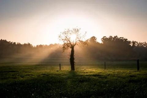 Tree in the middle of sunset rays Stock Photos