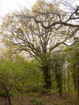 A Tree in the Middle of a Thick and Dense Forest Stock Photos