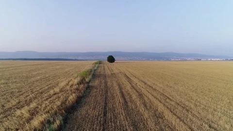 Tree in the middle of a wheat field Stock Footage 78055739