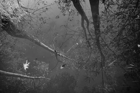 Tree mirror reflections on the surface of the Artificial Lake. 스톡 사진