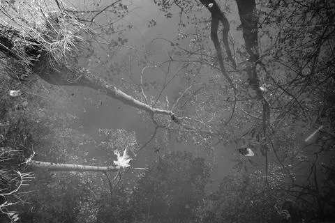 Tree mirror reflections on the surface of the Artificial Lake. Fotos Stock