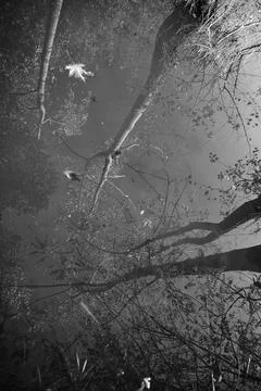Tree mirror reflections on the surface of the Artificial Lake. Fotos de archivo
