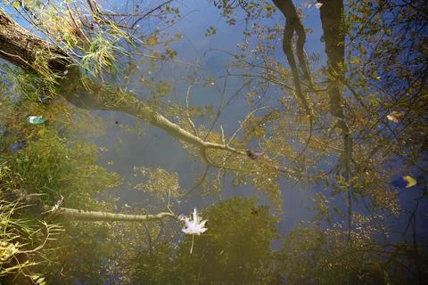 Tree mirror reflections on the surface of the Artificial Lake. Fotos de archivo