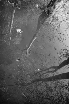 Tree mirror reflections on the surface of the Artificial Lake. 스톡 사진