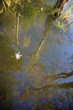 Tree mirror reflections on the surface of the Artificial Lake. Stock Photos