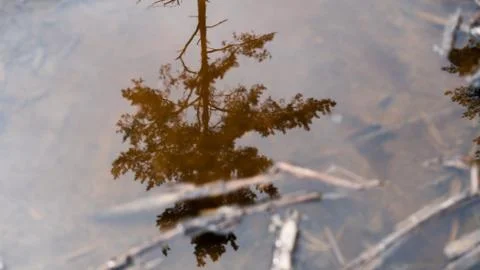 Tree mirrored in puddles Stock Photos