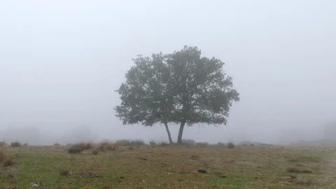 Tree In The Mist Stock Footage 69210833