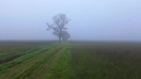 Tree in the Mist Vidéo 294999920