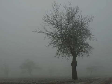 Tree in the Mist Stock Photos
