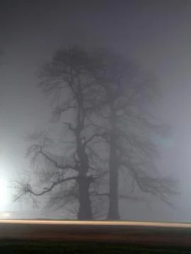 Tree in mist Stock Photos