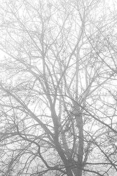 Tree in the mist Stock Photos