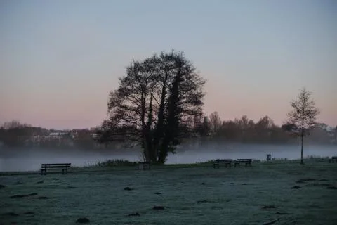 Tree in Mist Stock Photos