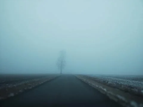 Tree in the Mist Stock-Fotos