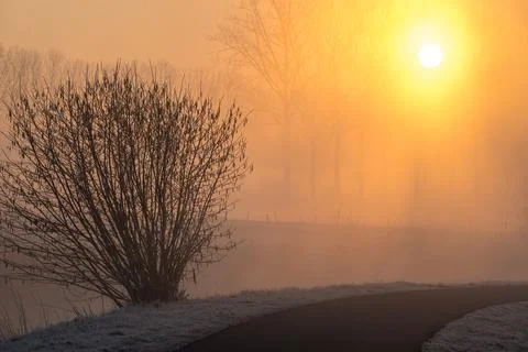 Tree in the mist at the river Stock Photos