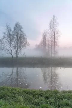 Tree in the mist at the river Foto stock