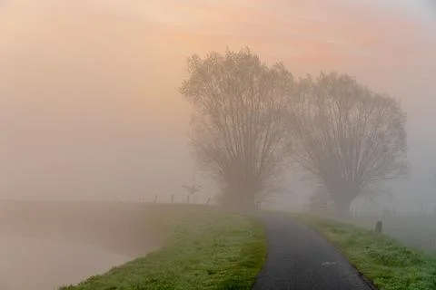 Tree in the mist at the river Foto stock