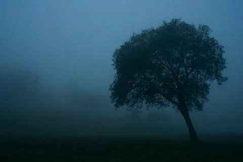 Tree in the mist with timelapse Stock Photos