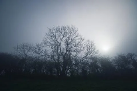 Tree in the mist without leaves Stock Photos