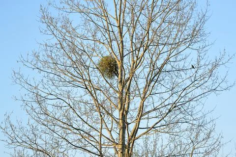 A tree with mistletoe parasitizing in early spring Stock Photos
