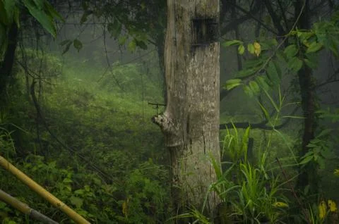 Tree in Misty Field Stock Photos