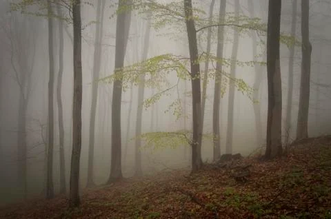 Tree in misty forest Stock Photos