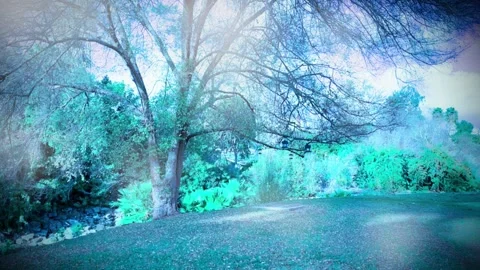 Tree in Misty Garden Stock Footage 169373605