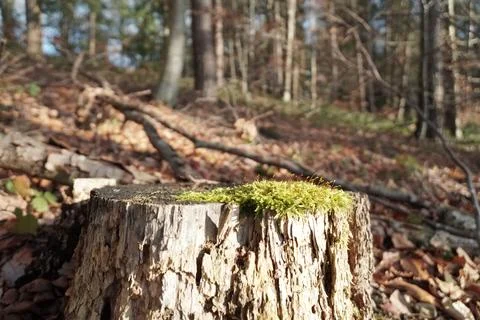 Tree mold Stock Photos