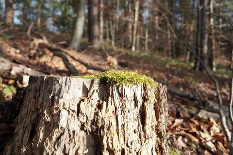 Tree mold Stock Photos