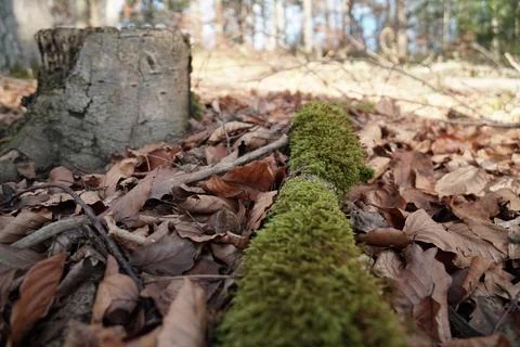 Tree mold Stock Photos