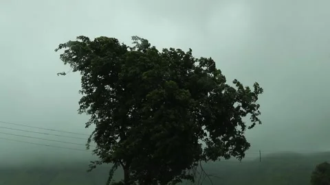 Tree in monsoon Stock-Footage 134976936