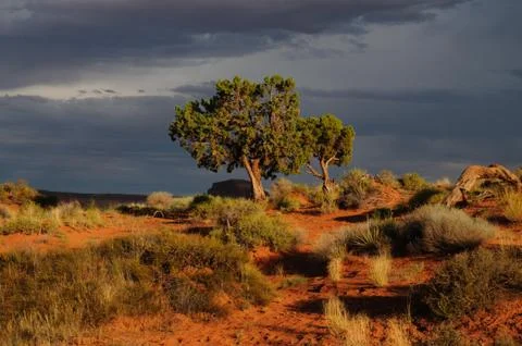 Tree in Monument Valley Stock Photos