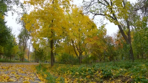 Tree mood in autumn Stock Footage 205832746