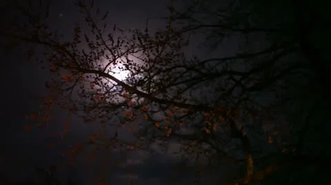 Tree with moon in background Stock-Footage 10824139